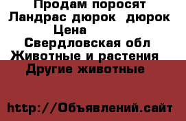 Продам поросят Ландрас-дюрок, дюрок › Цена ­ 5 000 - Свердловская обл. Животные и растения » Другие животные   